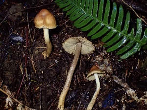  (Inocybe olympiana - HAY-F-002326)  @11 [ ] by-nc (2023) Dean Lyons Fungal Diversity Survey