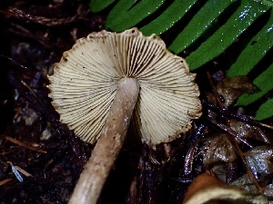  ( - HAY-F-002326)  @11 [ ] by-nc (2023) Dean Lyons Fungal Diversity Survey