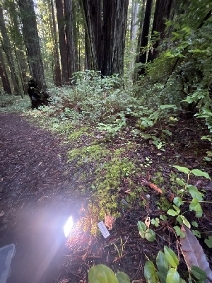  ( - HAY-F-007627)  @11 [ ] by-nc (2023) Damon Tighe Fungal Diversity Survey