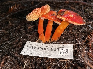 ( - HAY-F-007630)  @11 [ ] by-nc (2023) Damon Tighe Fungal Diversity Survey