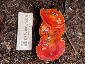  ( - HAY-F-007630)  @11 [ ] by-nc (2023) Damon Tighe Fungal Diversity Survey