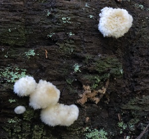  ( - HAY-F-008343)  @11 [ ] by-nc (2023) Taye Bright Fungal Diversity Survey