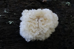  ( - HAY-F-008343)  @11 [ ] by-nc (2023) Taye Bright Fungal Diversity Survey