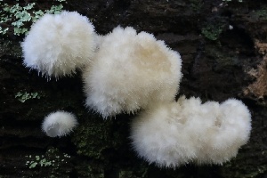  (Postiaceae - HAY-F-008343)  @11 [ ] by-nc (2023) Taye Bright Fungal Diversity Survey