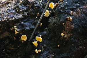  ( - HAY-F-008355)  @11 [ ] by-nc (2023) Taye Bright Fungal Diversity Survey