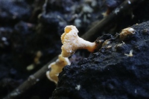  ( - HAY-F-008355)  @11 [ ] by-nc (2023) Taye Bright Fungal Diversity Survey