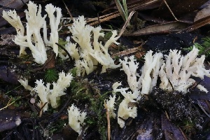  ( - HAY-F-008354)  @11 [ ] by-nc (2023) Taye Bright Fungal Diversity Survey