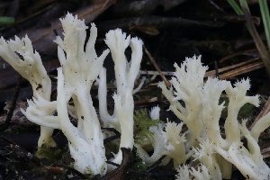  ( - HAY-F-008354)  @11 [ ] by-nc (2023) Taye Bright Fungal Diversity Survey