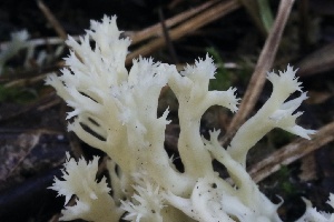  ( - HAY-F-008354)  @11 [ ] by-nc (2023) Taye Bright Fungal Diversity Survey