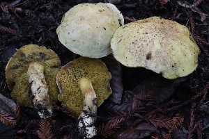  ( - HAY-F-008351)  @11 [ ] by-nc (2023) Taye Bright Fungal Diversity Survey