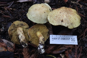  ( - HAY-F-008351)  @11 [ ] by-nc (2023) Taye Bright Fungal Diversity Survey