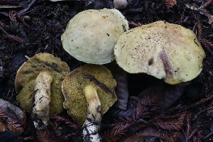  ( - HAY-F-008351)  @11 [ ] by-nc (2023) Taye Bright Fungal Diversity Survey
