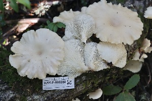  ( - HAY-F-008350)  @11 [ ] by-nc (2023) Taye Bright Fungal Diversity Survey