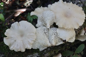  ( - HAY-F-008350)  @11 [ ] by-nc (2023) Taye Bright Fungal Diversity Survey