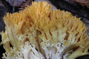  ( - HAY-F-008349)  @11 [ ] by-nc (2023) Taye Bright Fungal Diversity Survey