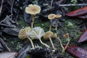  ( - HAY-F-008347)  @11 [ ] by-nc (2023) Taye Bright Fungal Diversity Survey