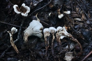  ( - HAY-F-008345)  @11 [ ] by-nc (2023) Taye Bright Fungal Diversity Survey
