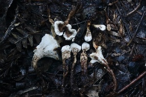  ( - HAY-F-008345)  @11 [ ] by-nc (2023) Taye Bright Fungal Diversity Survey