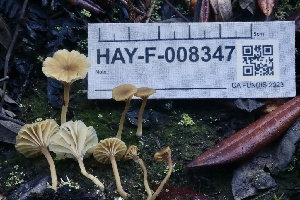  ( - HAY-F-008347)  @11 [ ] by-nc (2023) Taye Bright Fungal Diversity Survey
