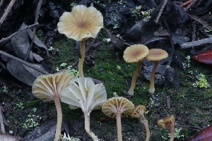  ( - HAY-F-008347)  @11 [ ] by-nc (2023) Taye Bright Fungal Diversity Survey