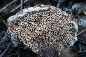  ( - HAY-F-008358)  @11 [ ] by-nc (2023) Taye Bright Fungal Diversity Survey