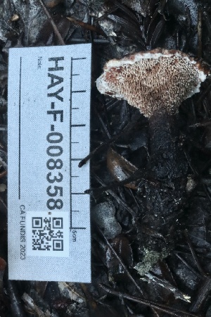  ( - HAY-F-008358)  @11 [ ] by-nc (2023) Taye Bright Fungal Diversity Survey