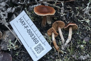  ( - HAY-F-008360)  @11 [ ] by-nc (2023) Taye Bright Fungal Diversity Survey