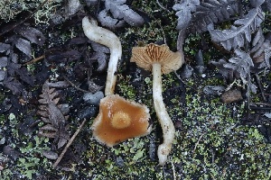  ( - HAY-F-008359)  @11 [ ] by-nc (2023) Taye Bright Fungal Diversity Survey