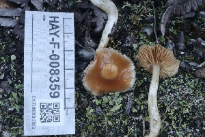 ( - HAY-F-008359)  @11 [ ] by-nc (2023) Taye Bright Fungal Diversity Survey