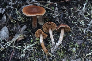  ( - HAY-F-008360)  @11 [ ] by-nc (2023) Taye Bright Fungal Diversity Survey