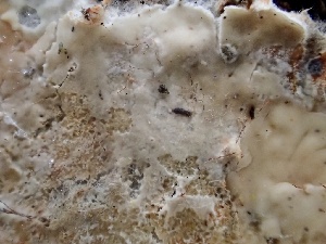  ( - HAY-F-002351)  @11 [ ] by-nc (2023) Dean Lyons Fungal Diversity Survey