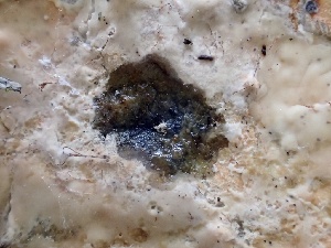  ( - HAY-F-002351)  @11 [ ] by-nc (2023) Dean Lyons Fungal Diversity Survey