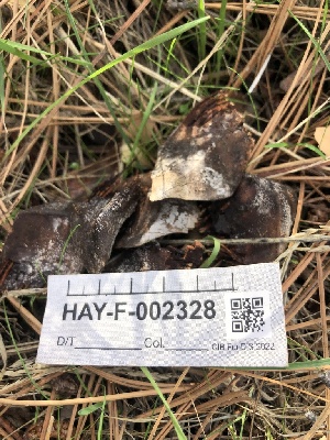  ( - HAY-F-002328)  @11 [ ] by-nc (2023) Dean Lyons Fungal Diversity Survey