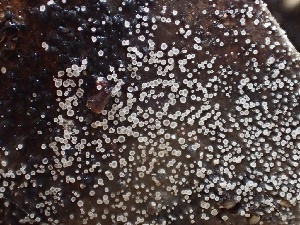  ( - HAY-F-002328)  @11 [ ] by-nc (2023) Dean Lyons Fungal Diversity Survey