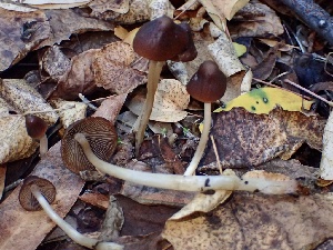  ( - HAY-F-002336)  @11 [ ] by-nc (2023) Dean Lyons Fungal Diversity Survey