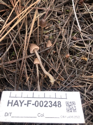  ( - HAY-F-002348)  @11 [ ] by-nc (2023) Dean Lyons Fungal Diversity Survey