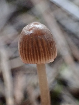  ( - HAY-F-002348)  @11 [ ] by-nc (2023) Dean Lyons Fungal Diversity Survey
