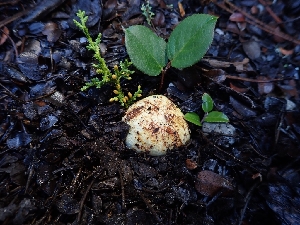  ( - HAY-F-008309)  @11 [ ] by-nc (2023) Sadie Hickey Fungal Diversity Survey