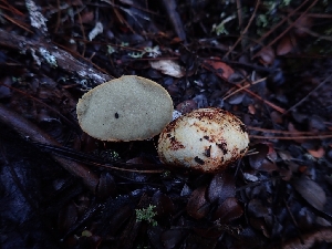  ( - HAY-F-008309)  @11 [ ] by-nc (2023) Sadie Hickey Fungal Diversity Survey