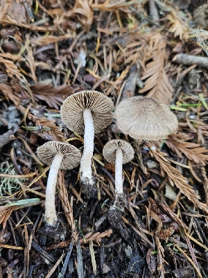  (Inocybe sp. CA52 - HAY-F-006755)  @11 [ ] by (2023) Mandy Hackney Fungal Diversity Survey