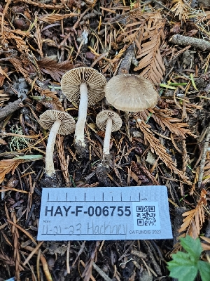  ( - HAY-F-006755)  @11 [ ] by (2023) Mandy Hackney Fungal Diversity Survey
