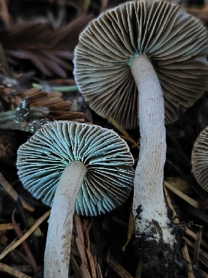  ( - HAY-F-006755)  @11 [ ] by (2023) Mandy Hackney Fungal Diversity Survey