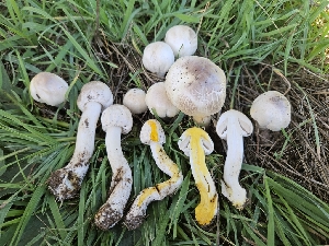  ( - HAY-F-006757)  @11 [ ] by (2023) Mandy Hackney Fungal Diversity Survey