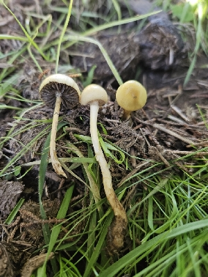  (Protostropharia dorsipora - HAY-F-006758)  @11 [ ] by (2023) Mandy Hackney Fungal Diversity Survey