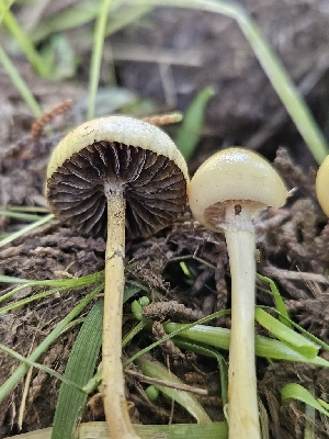  ( - HAY-F-006758)  @11 [ ] by (2023) Mandy Hackney Fungal Diversity Survey