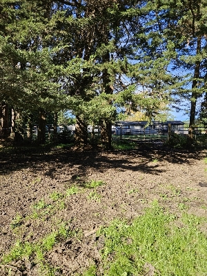  ( - HAY-F-006758)  @11 [ ] by (2023) Mandy Hackney Fungal Diversity Survey