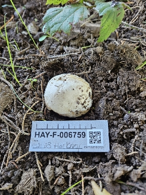 ( - HAY-F-006759)  @11 [ ] by (2023) Mandy Hackney Fungal Diversity Survey