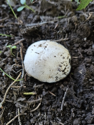 ( - HAY-F-006759)  @11 [ ] by (2023) Mandy Hackney Fungal Diversity Survey