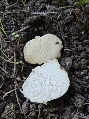  ( - HAY-F-006759)  @11 [ ] by (2023) Mandy Hackney Fungal Diversity Survey