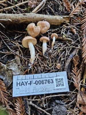  ( - HAY-F-006763)  @11 [ ] by (2023) Mandy Hackney Fungal Diversity Survey